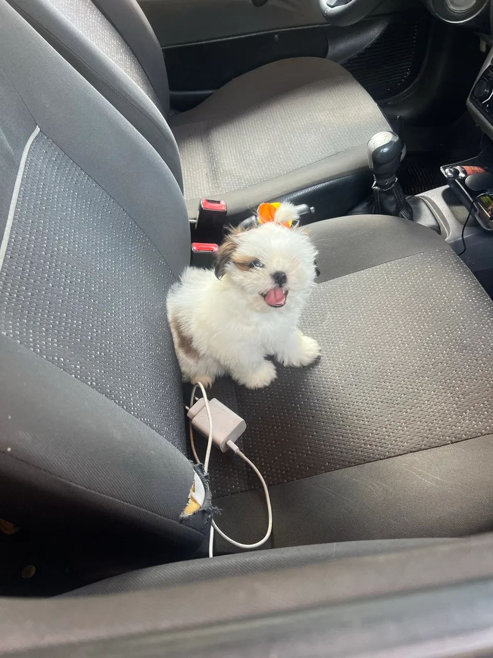 Shih Tzu fêmea micro  - Foto 3