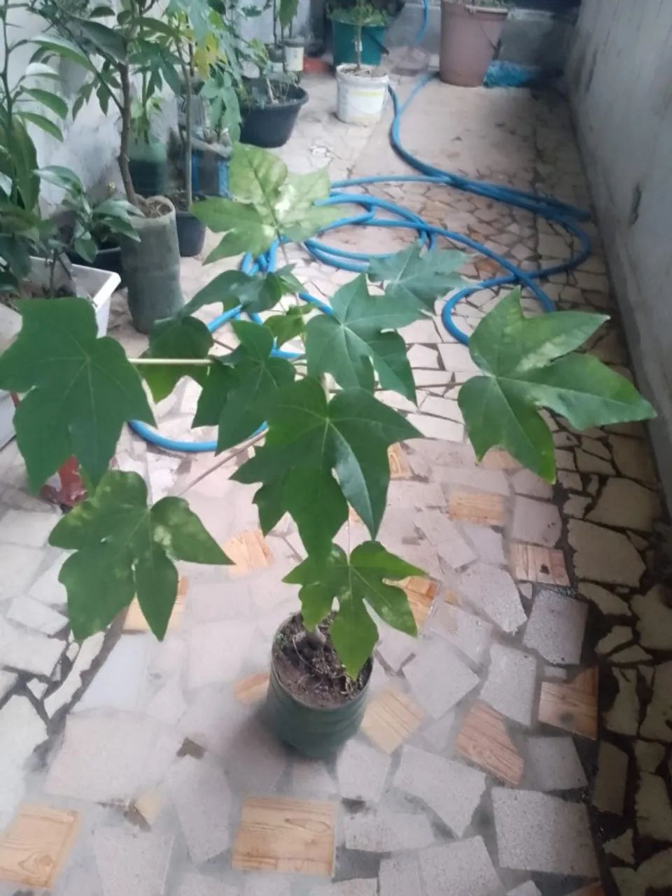 Frutiferas - Mudas de ótima procedência - R$ 15,00 cada IMPERDÍVEL.