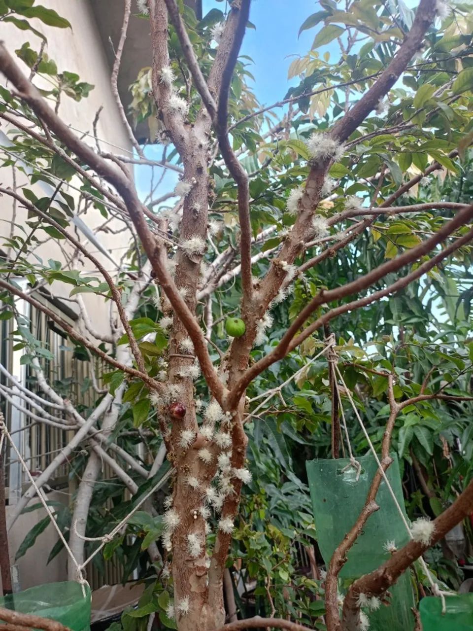 muda de plantas em geral