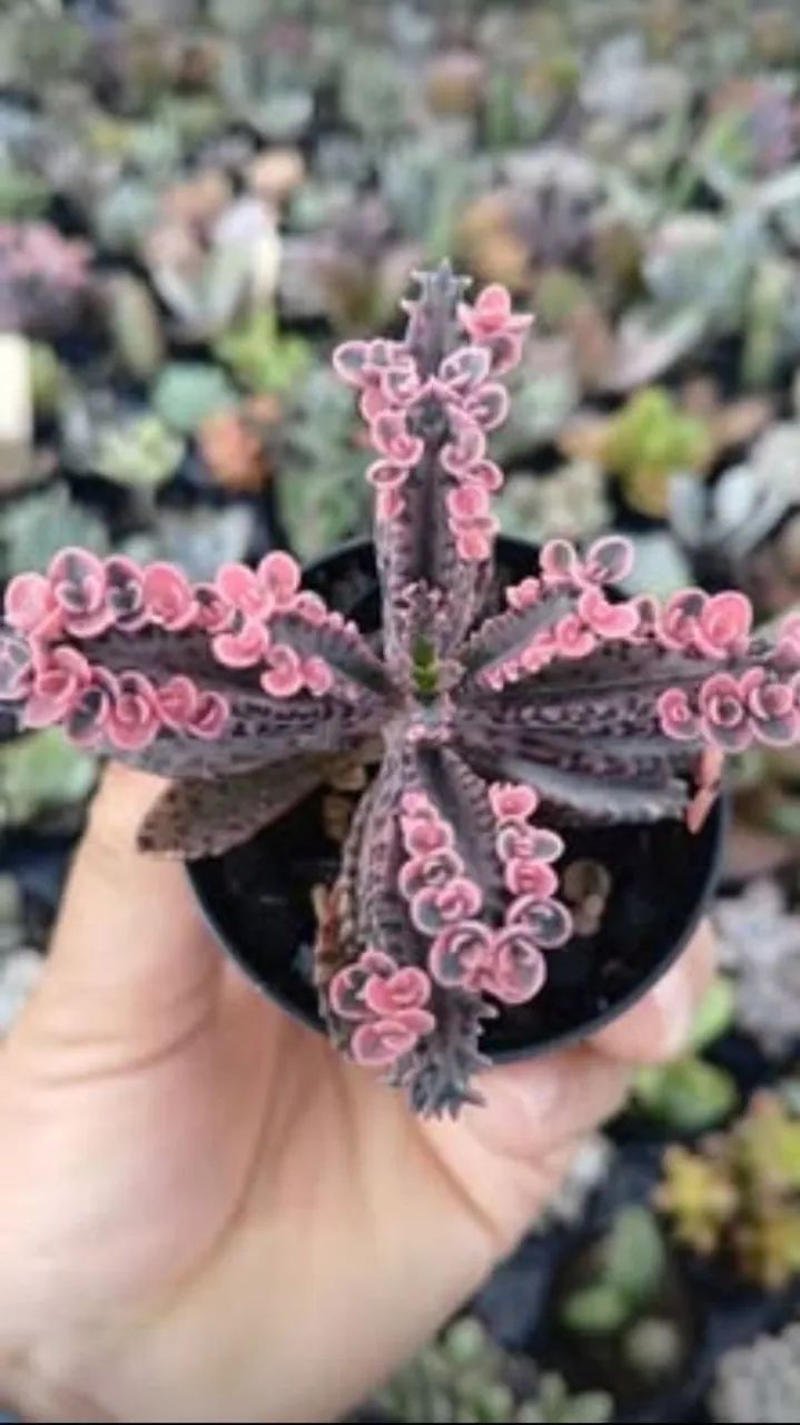 Suculentas e Cactos a partir de 2 reais - Foto 5