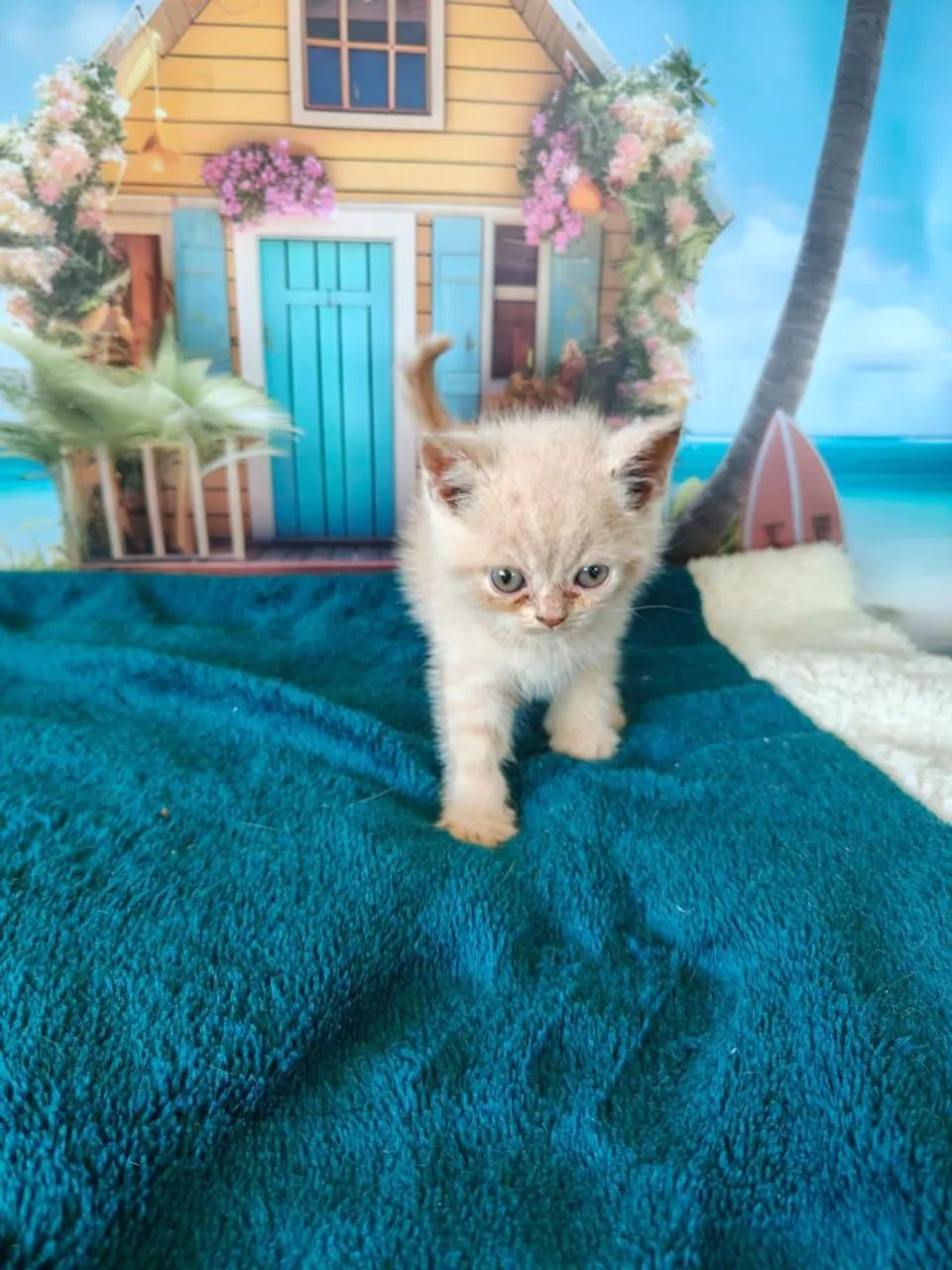 British shorthair creme - Foto 4
