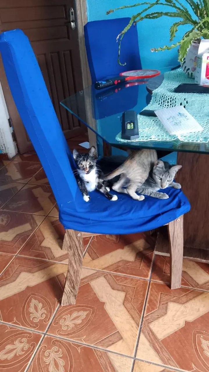 Doando gatinhos 