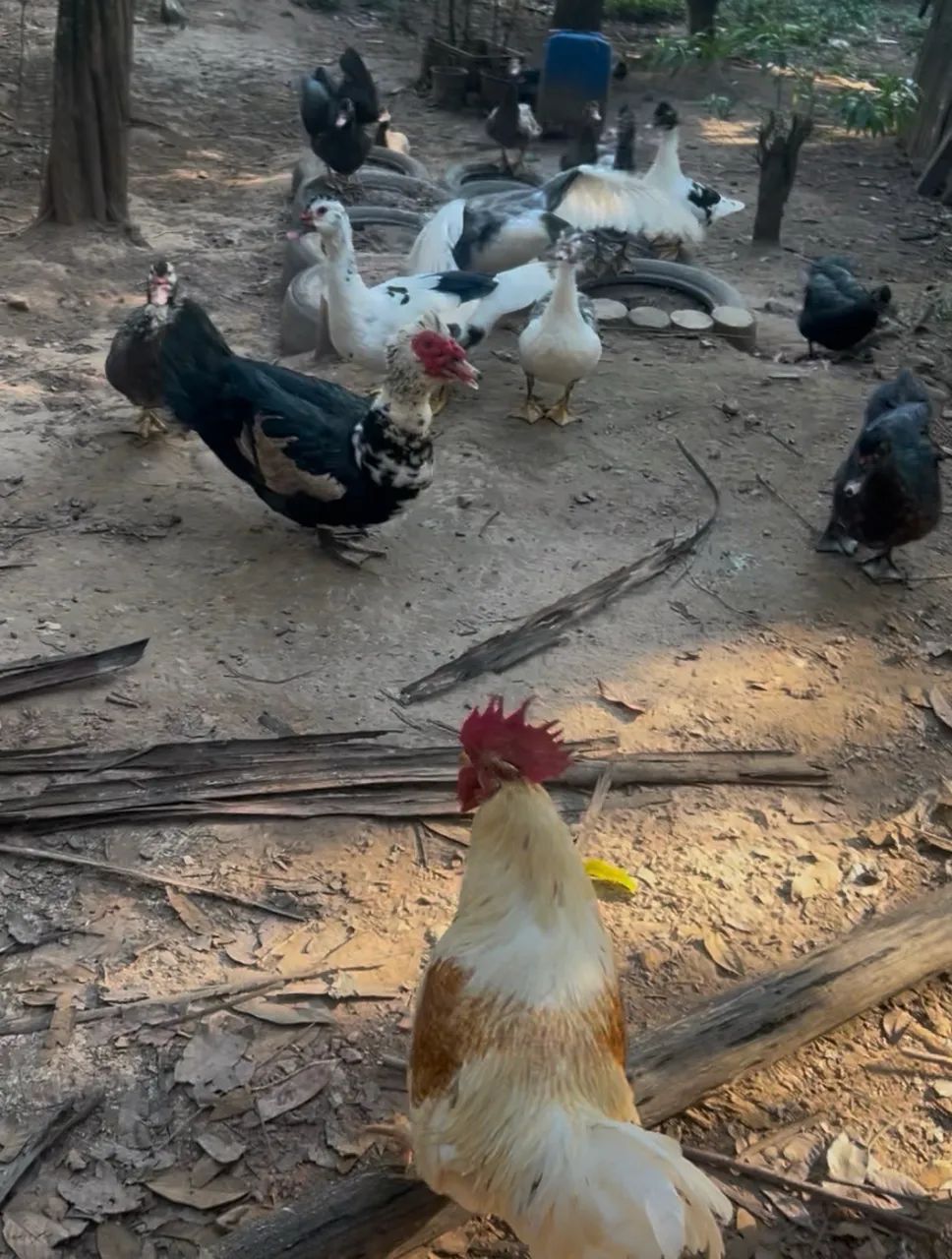 Pato - Foto 2