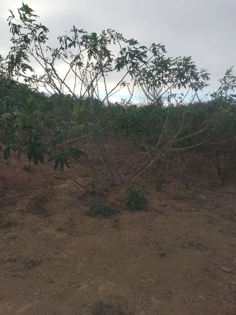 Roça de mandioca 