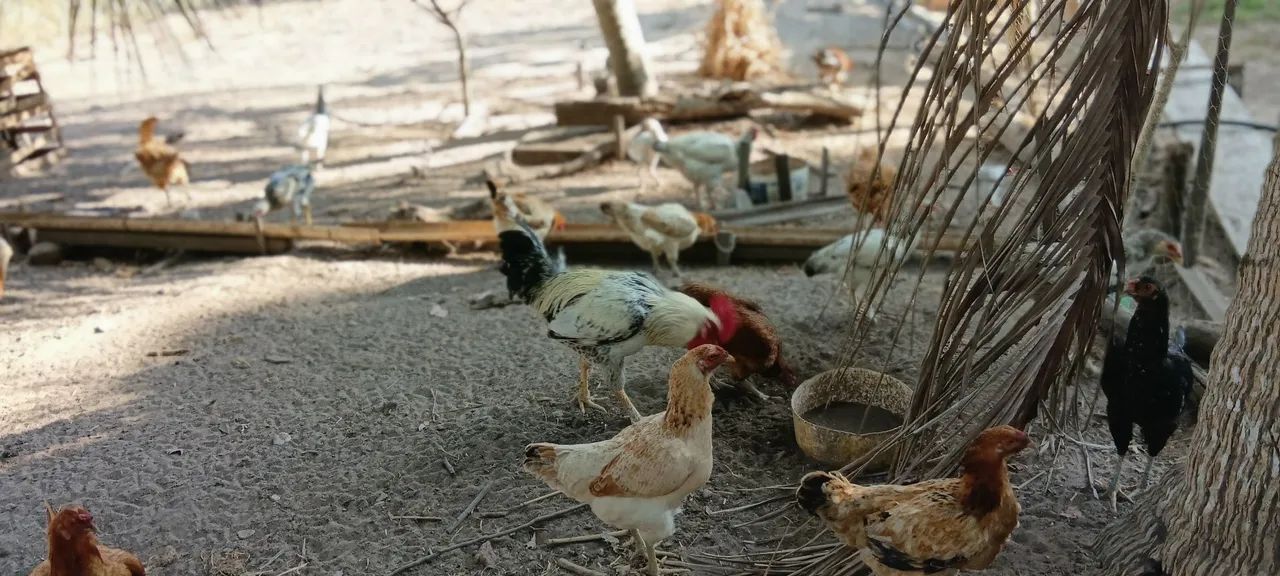 Animais - Foto 4