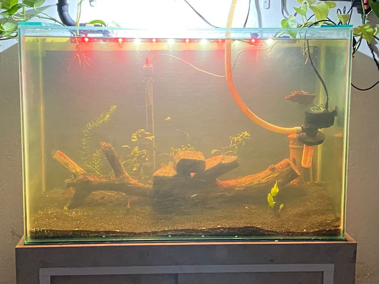Aquario com Canister - Foto 4