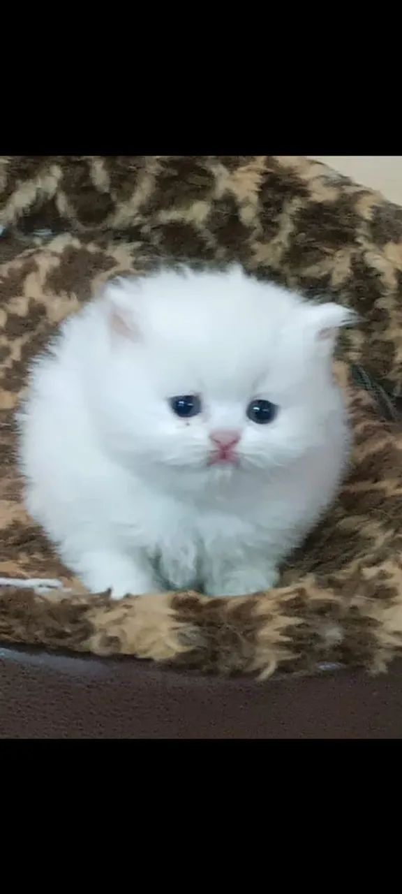 Gatos Persas de $2.300 por $1.999