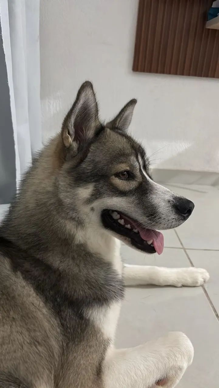 Husky siberiano macho  - Foto 3