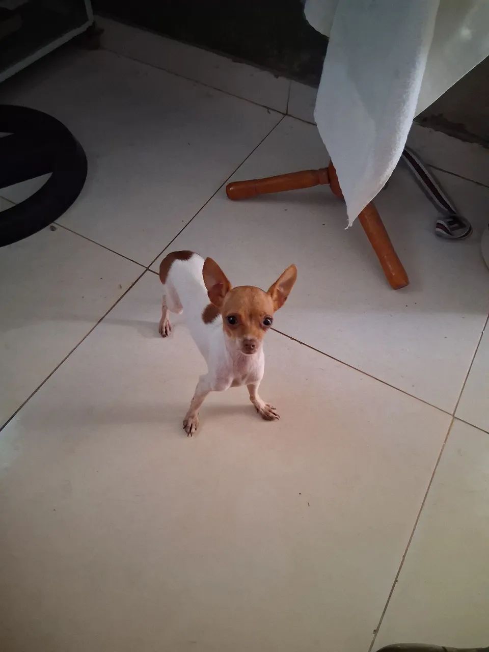 Vendo uma  pincher 