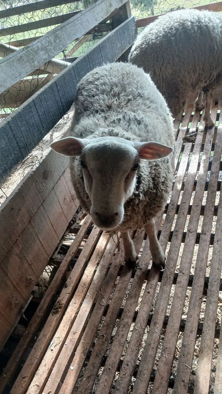 Borrego texel