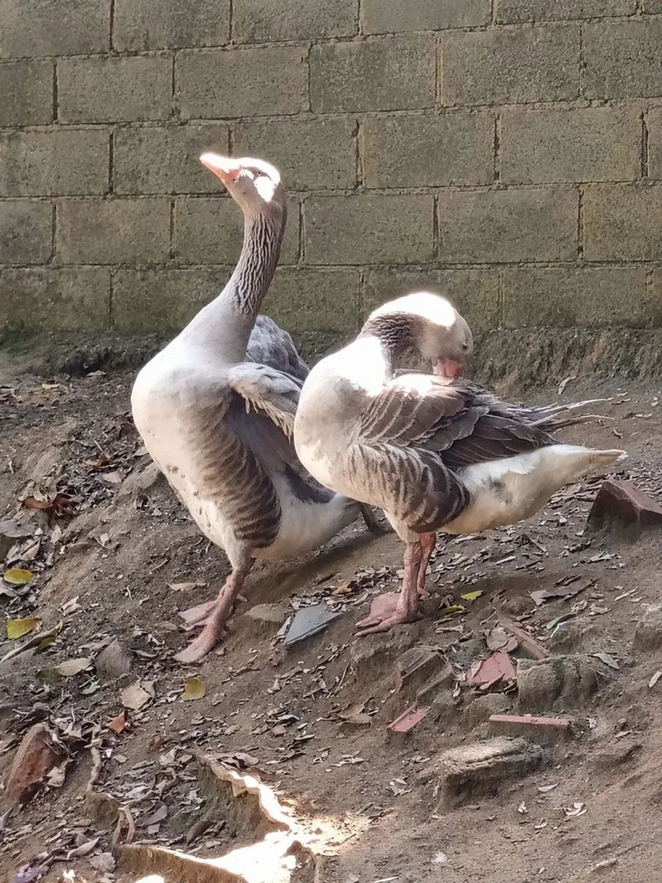 Gansos machos