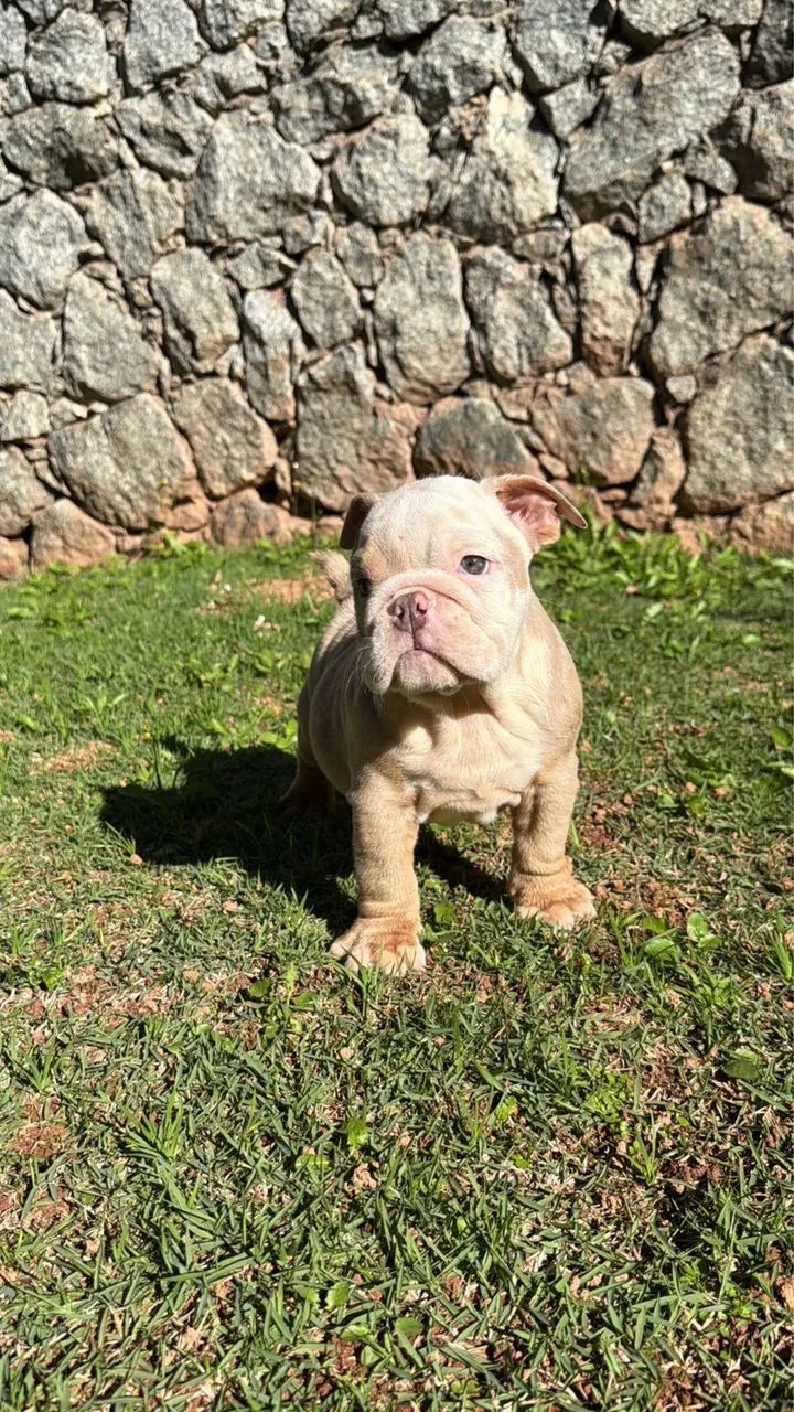 Bulldog inglês  - Foto 2