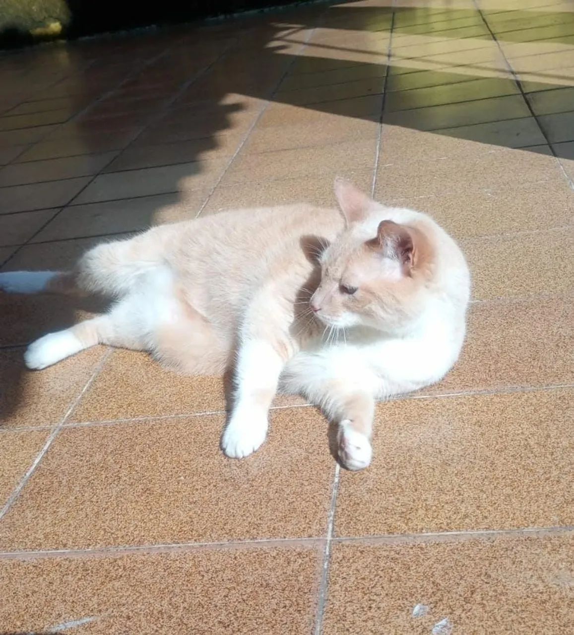 Doando gato 