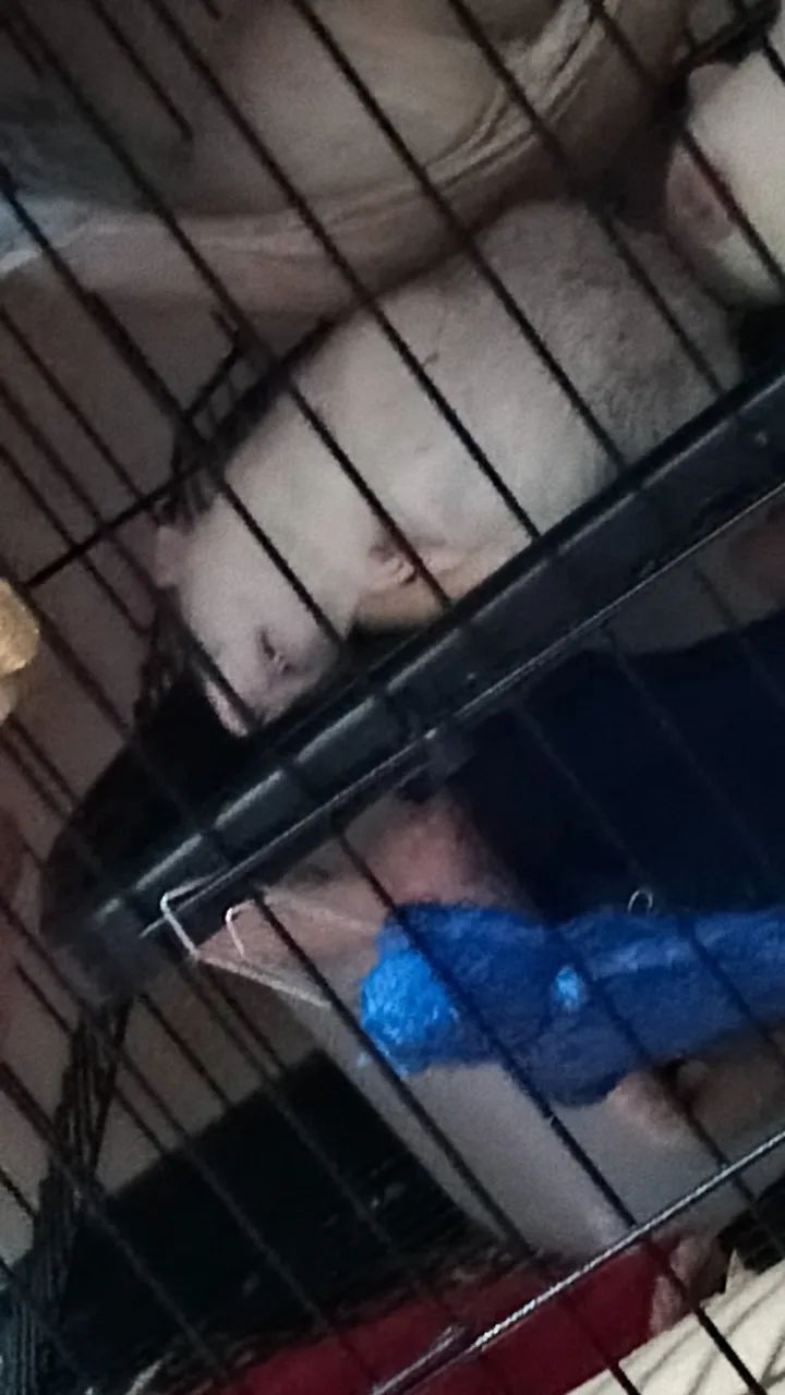 Vendo ratas - Foto 2