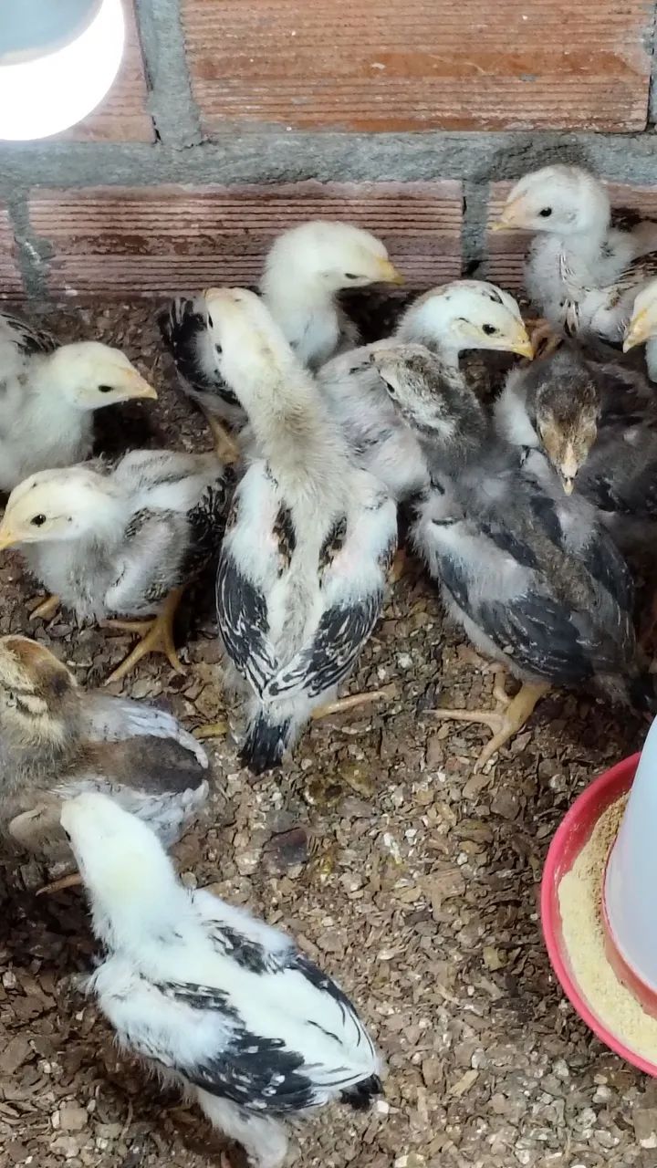 Pintinhos da raça Mura com 18 dias valor individual r$ 30 - Foto 5