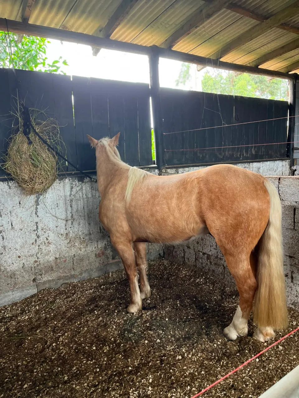 Cavalo crioulo de laço  - Foto 4