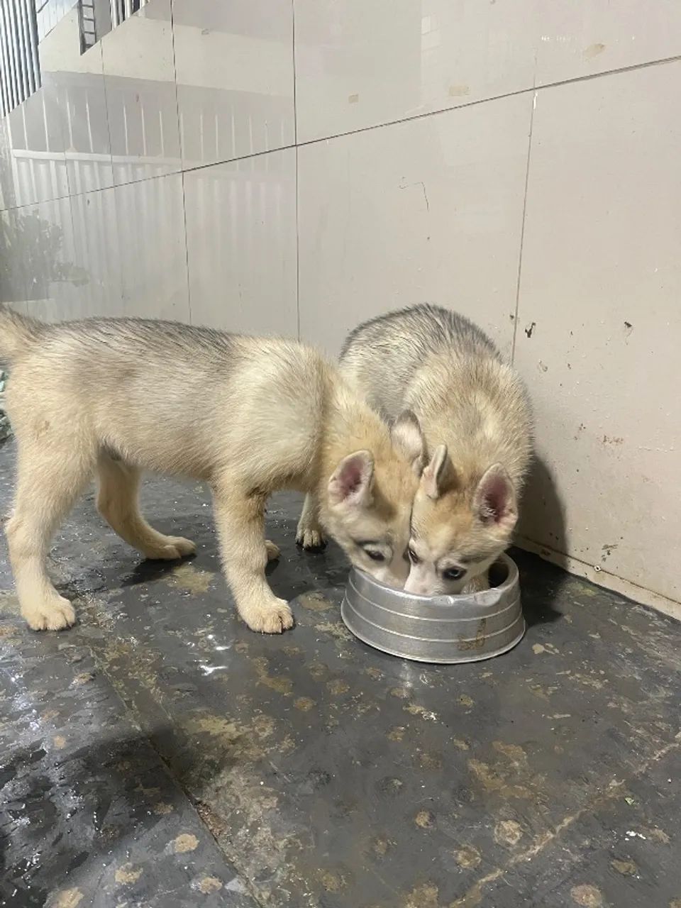 Filhotes de Husky Siberiano 