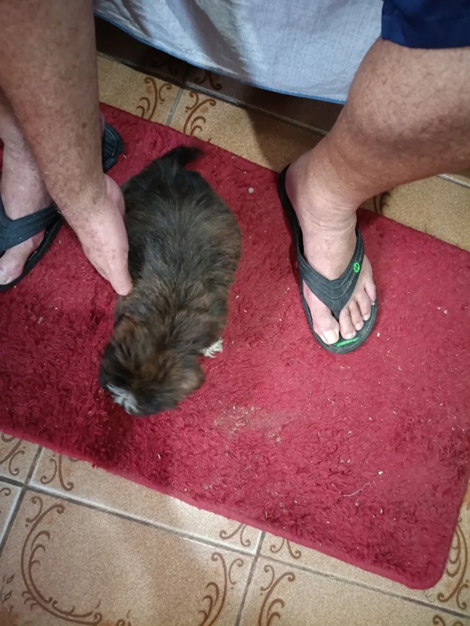 Vendas de shitiso  - Foto 7