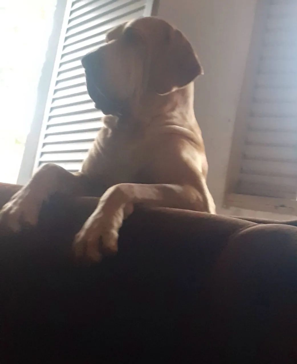 Cachorro - Foto 3