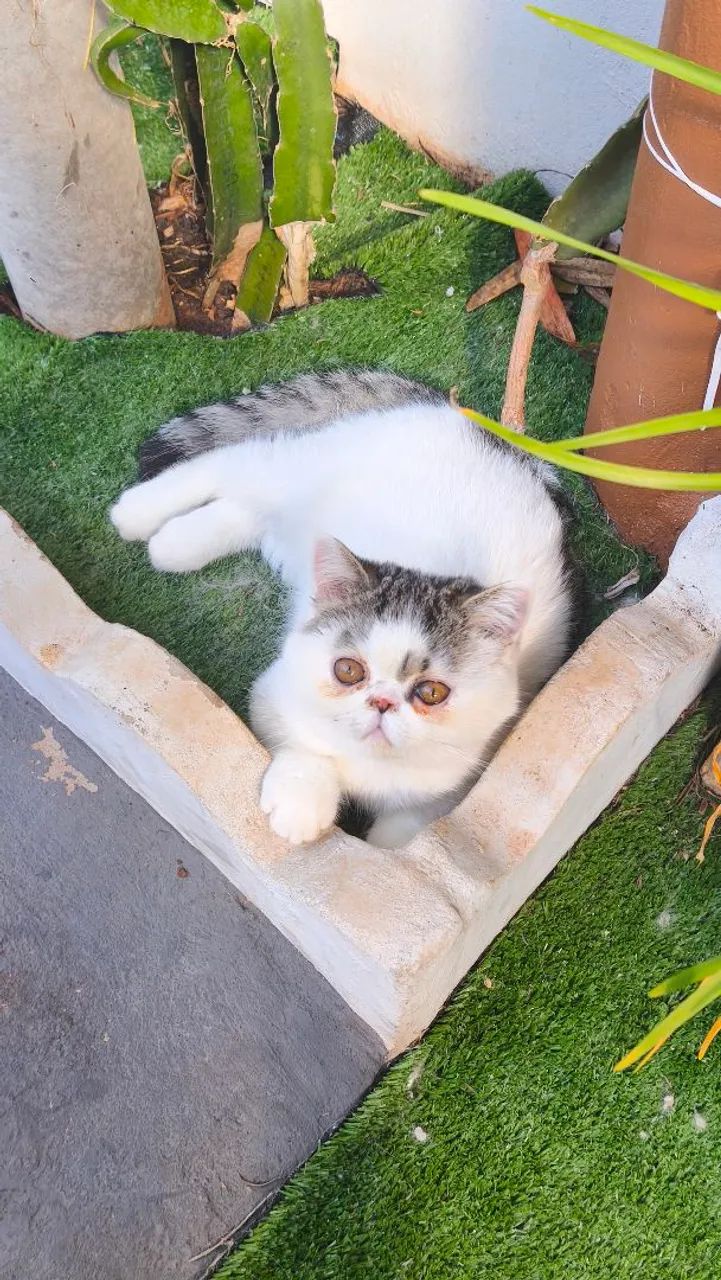 Raça Exotic Shorthair  - Foto 2