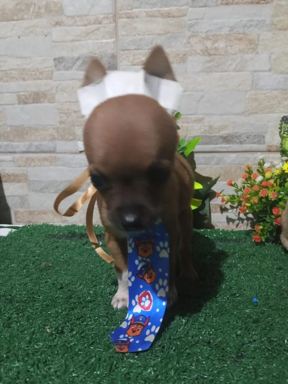 Pinscher 