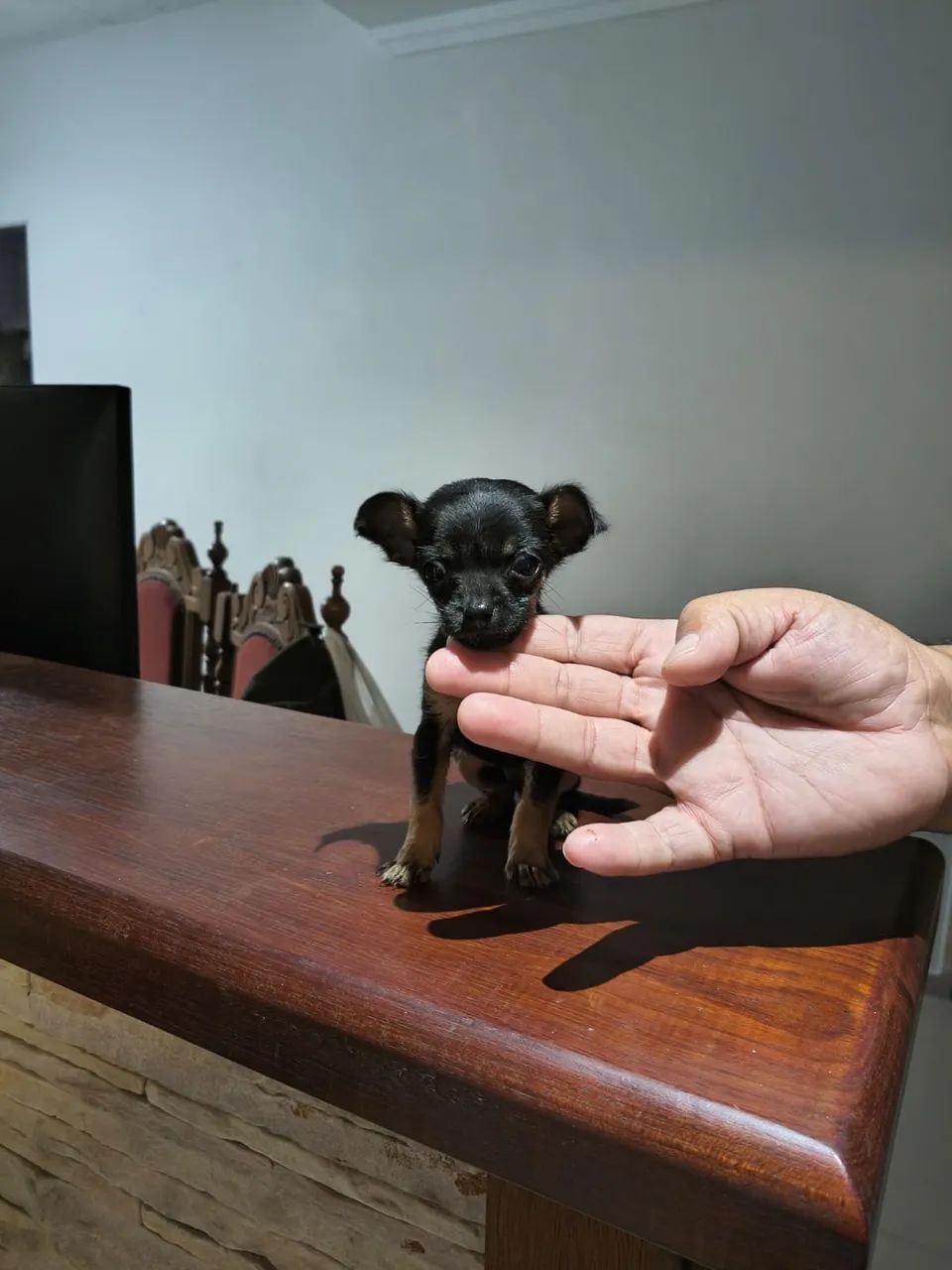 Pinscher lindo