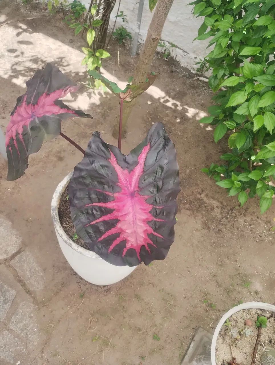 Colocasia Redemption  - Foto 4