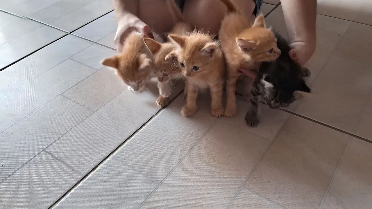 DOAÇÃO DE GATO - Foto 5