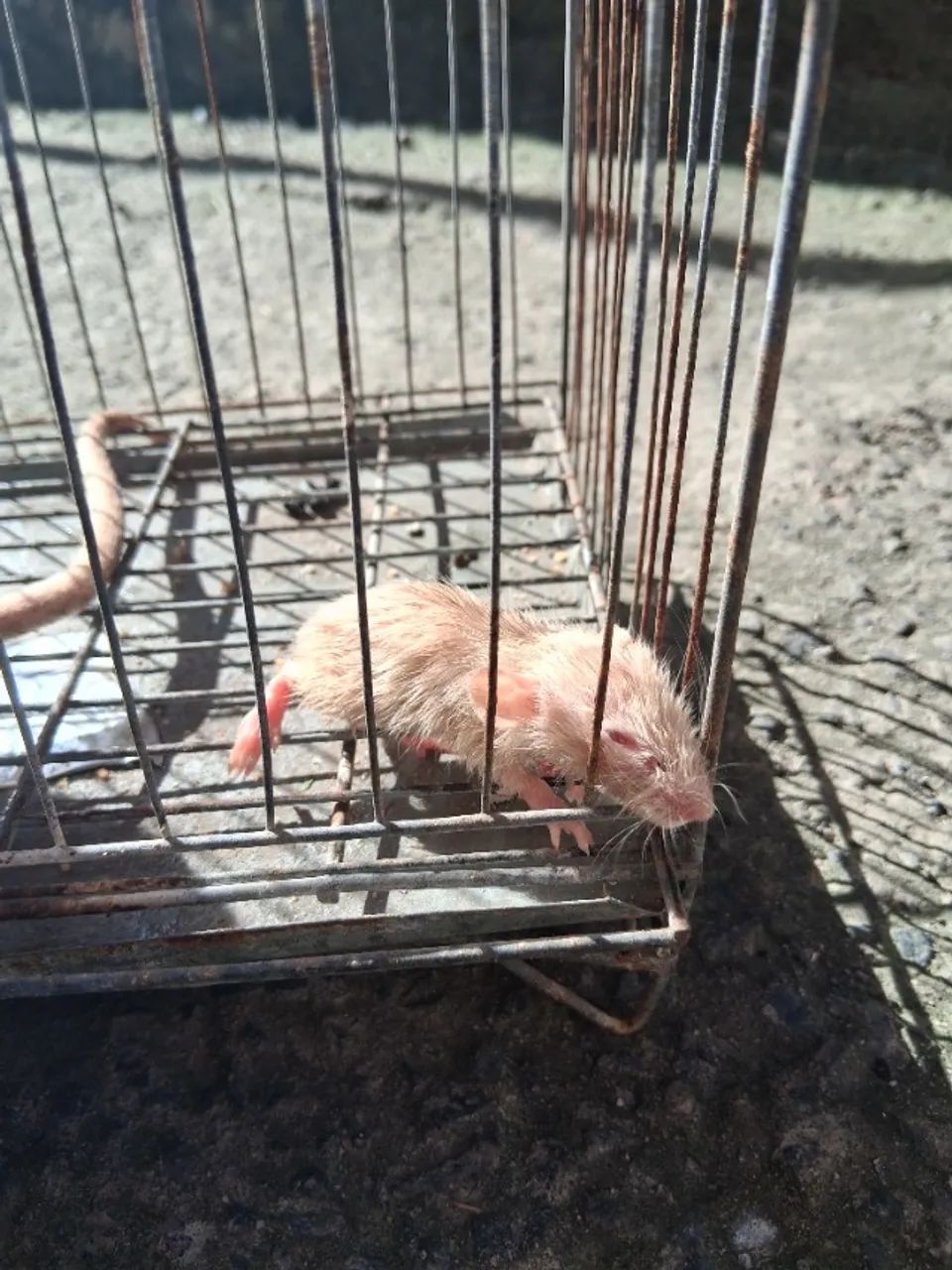 Rato twister - Foto 2
