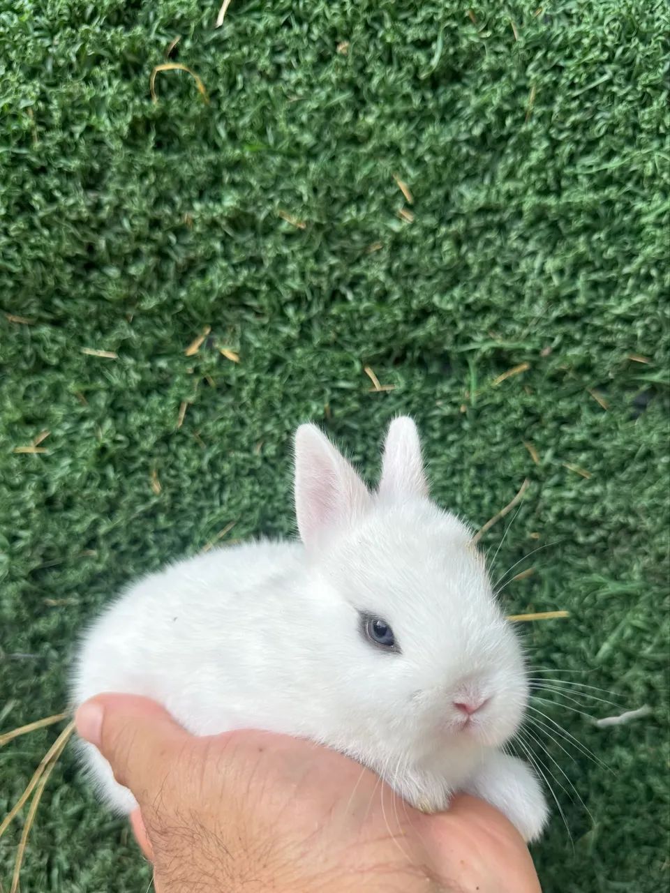 Animais  - Foto 3