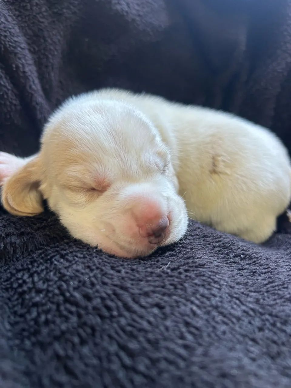 Filhotes Beagle  - Foto 4