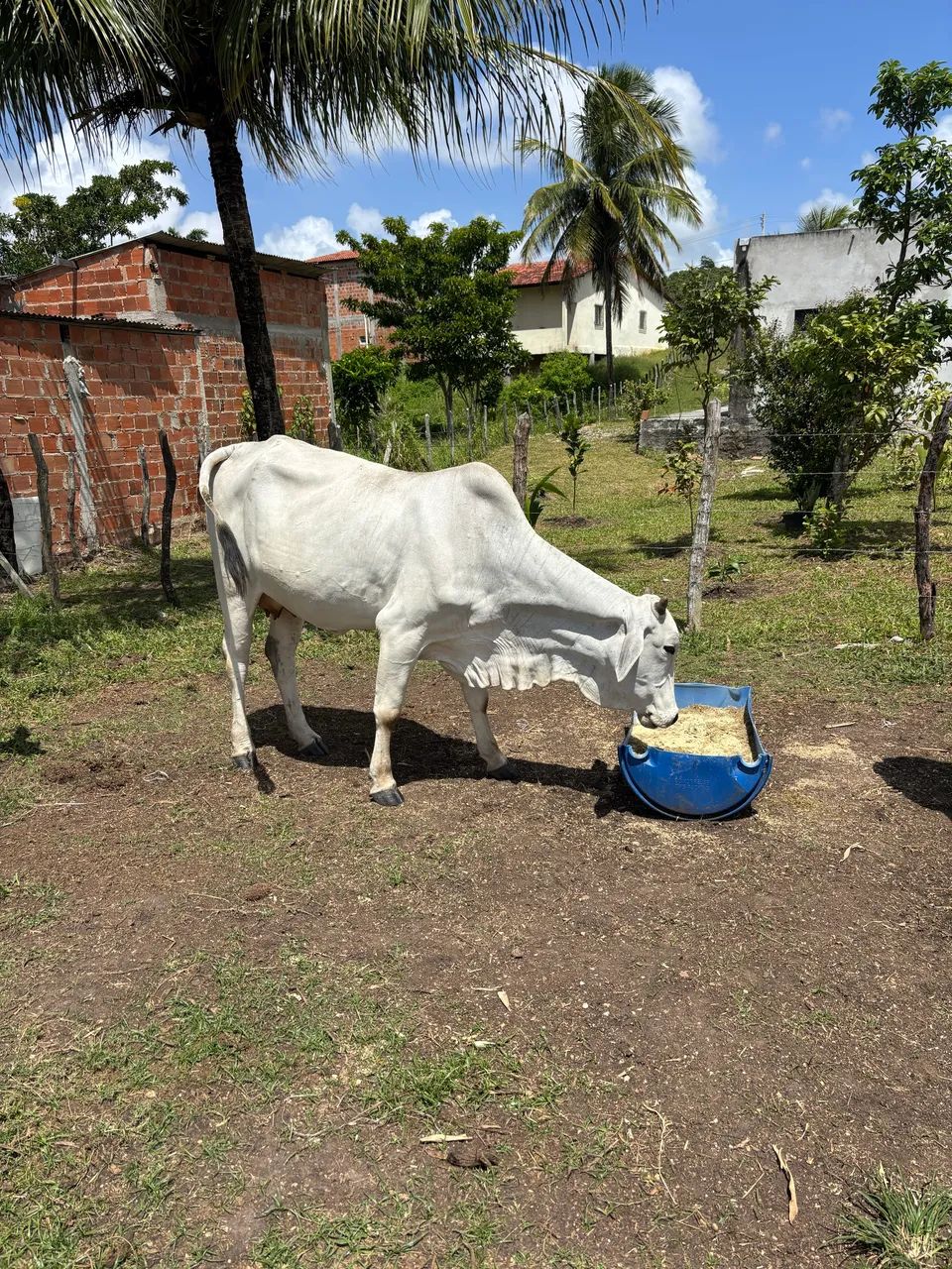 Vacas - Foto 2