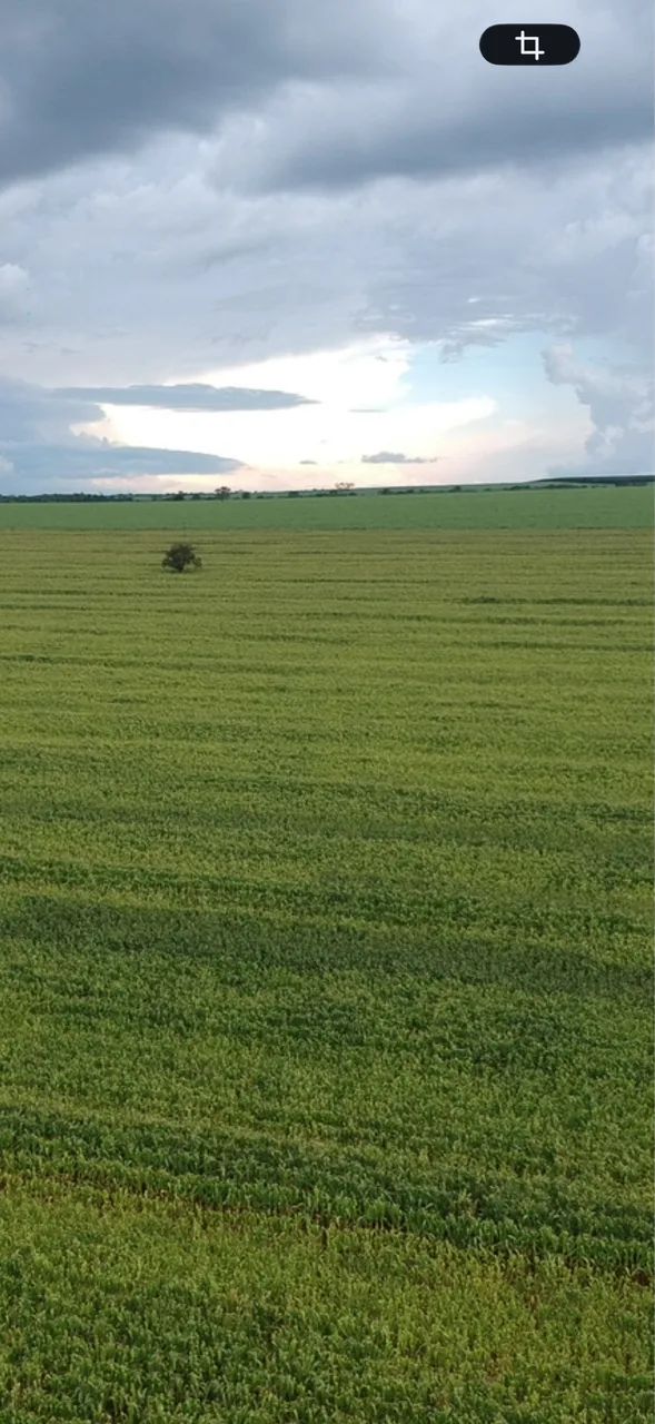 Fazenda próximo monte alegre se minas 58 hectares 
