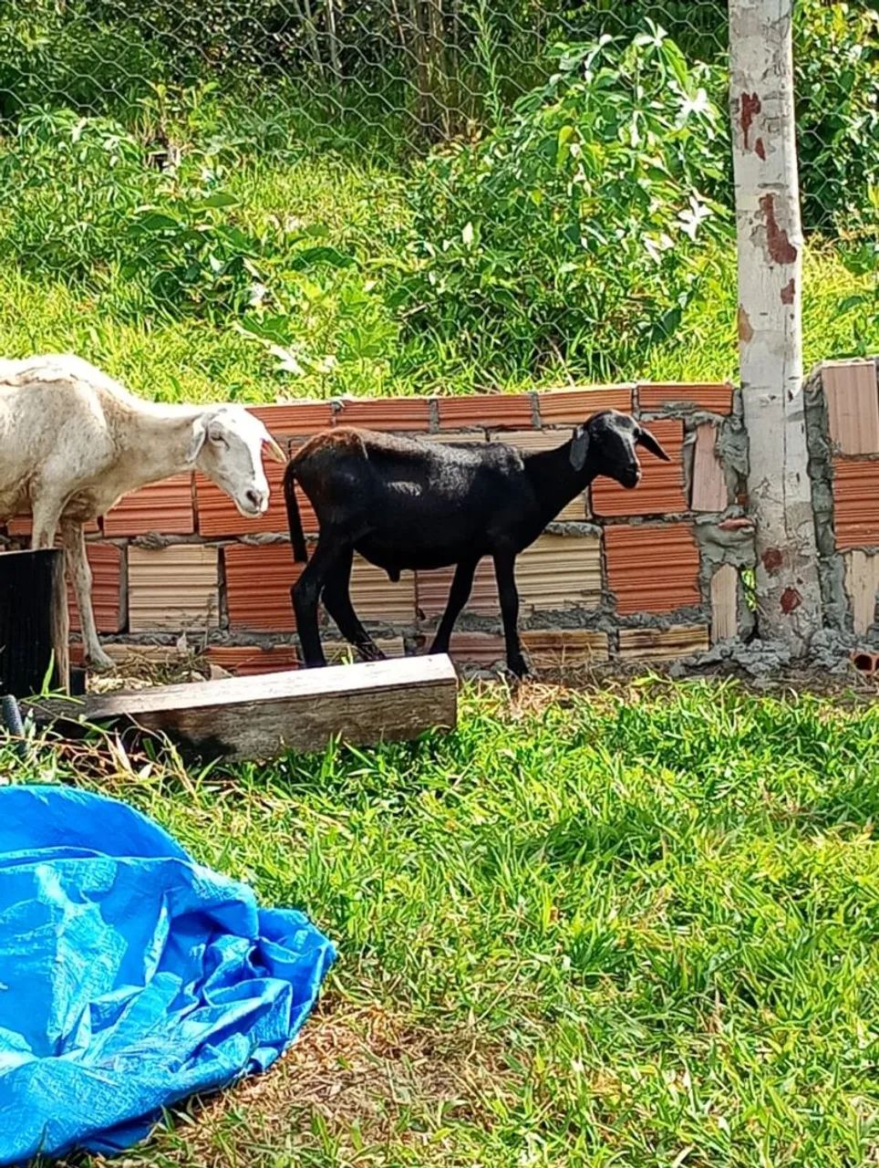 Carneiro  - Foto 2