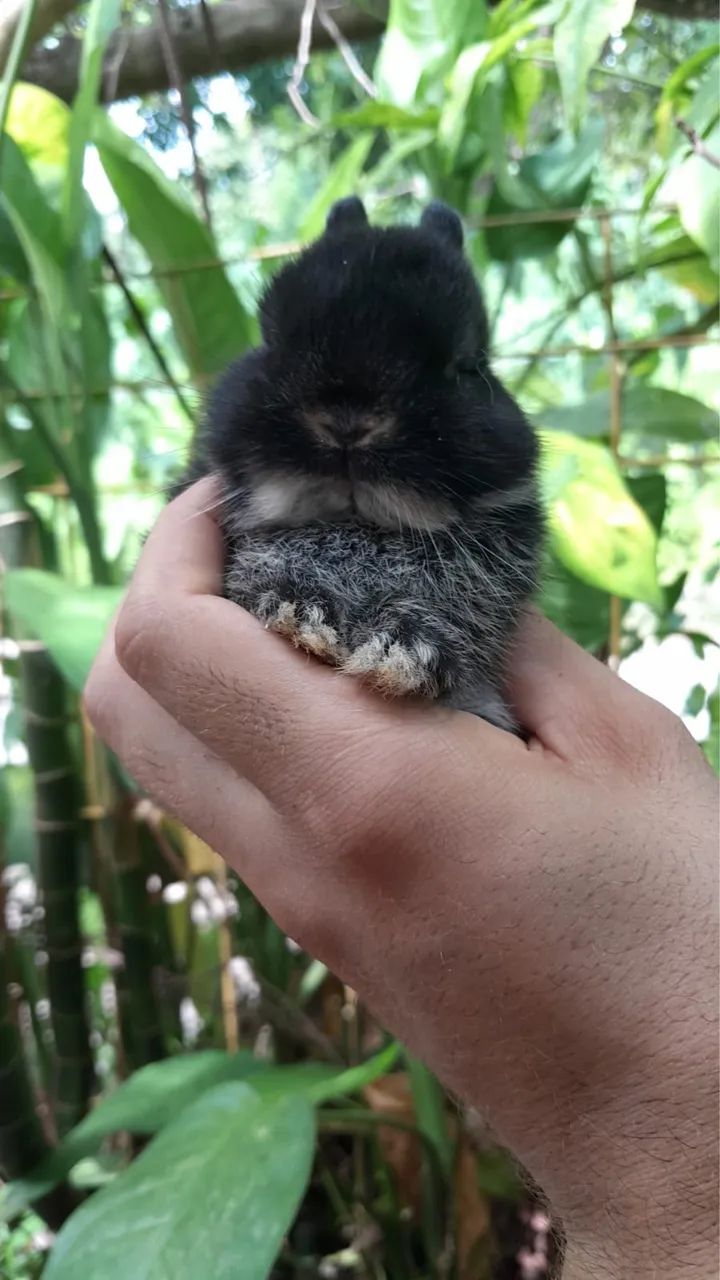 Anao netherland  - Foto 3