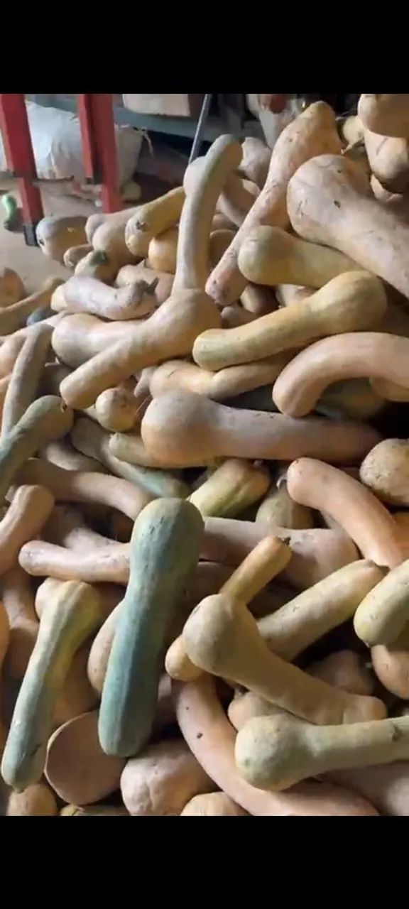 Vendo colheita de abóbora menina madura  - Foto 4