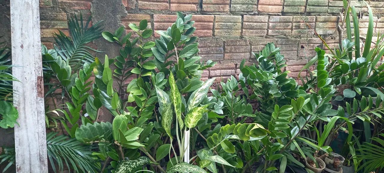 Vendo plantas diversas. - Foto 2
