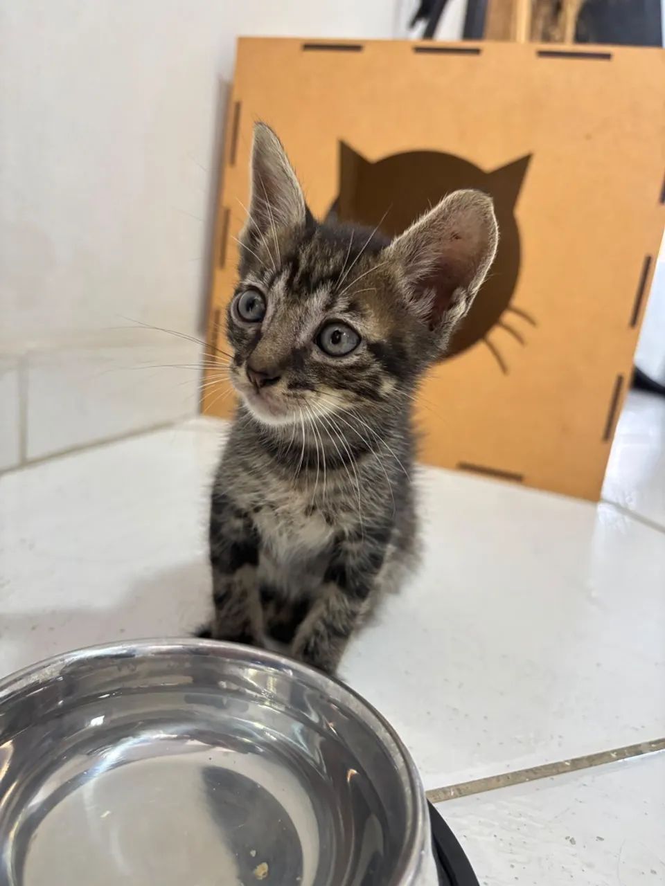 Doação de gato - Foto 4