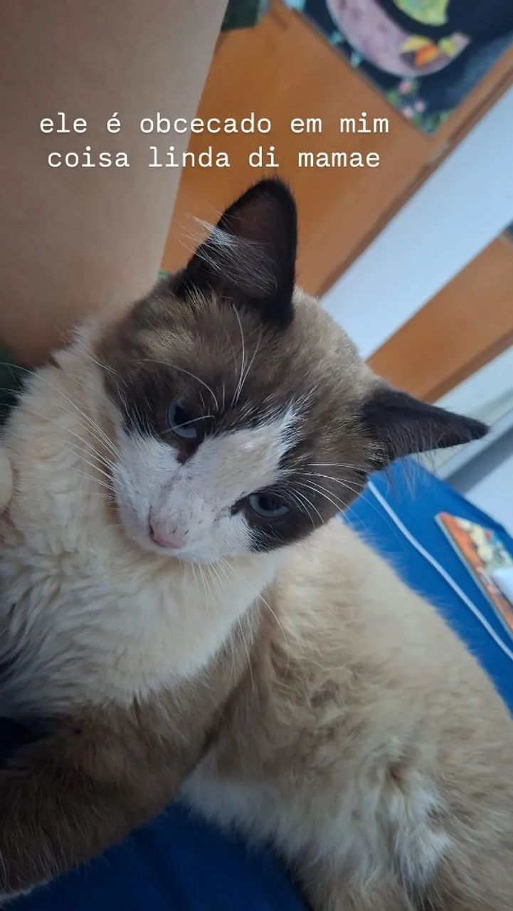Gato macho não Castrado  - Foto 4