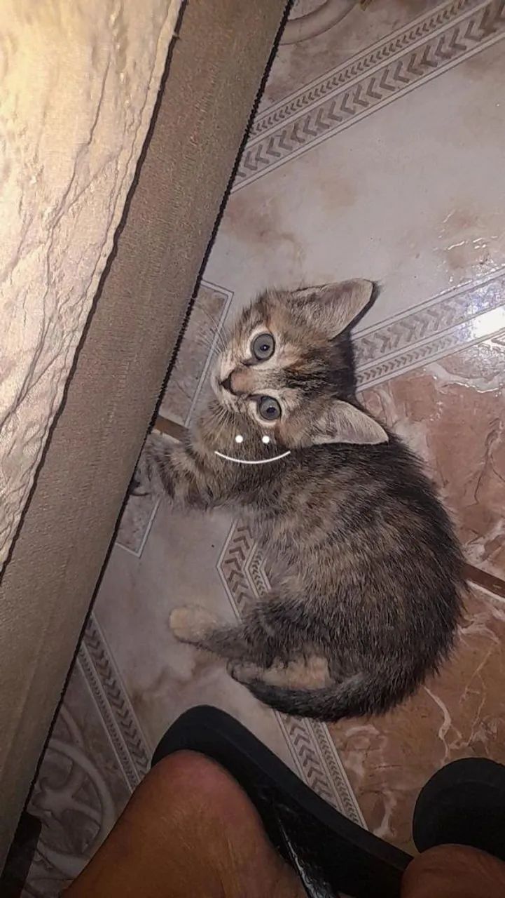 Procurando um lar - Foto 4