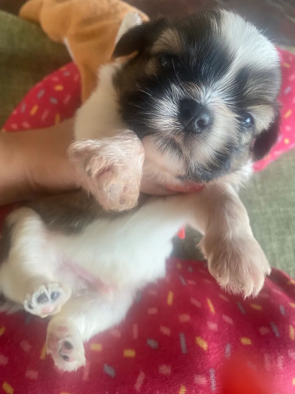 Pets - Foto 2