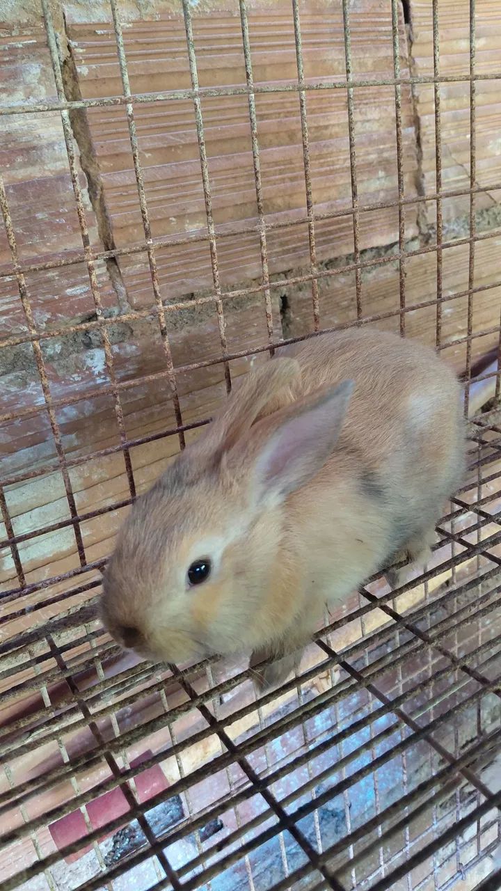 Coelhos