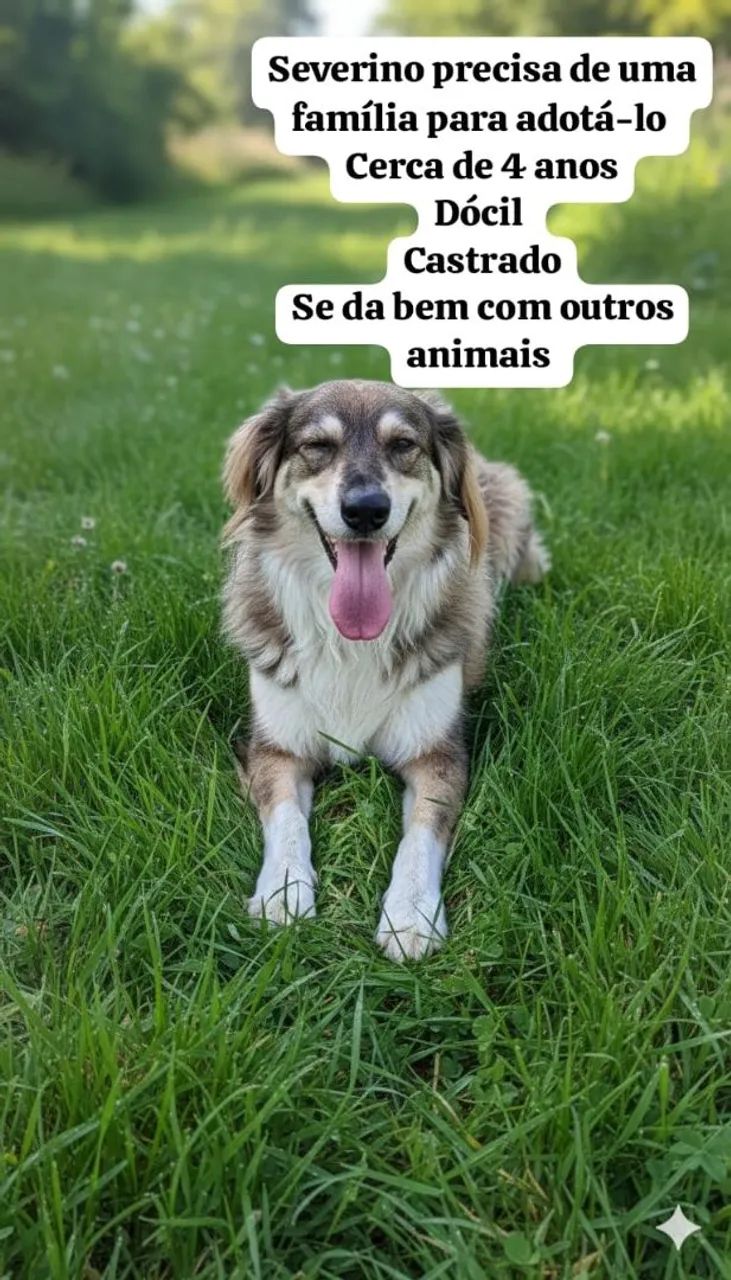 Adote um Aumigo