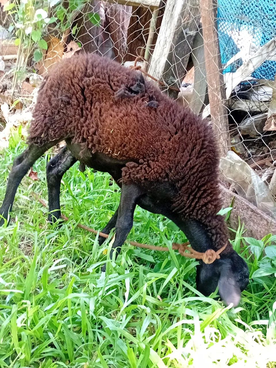 Vendo borego ou troco por 15 galinhas caipira 