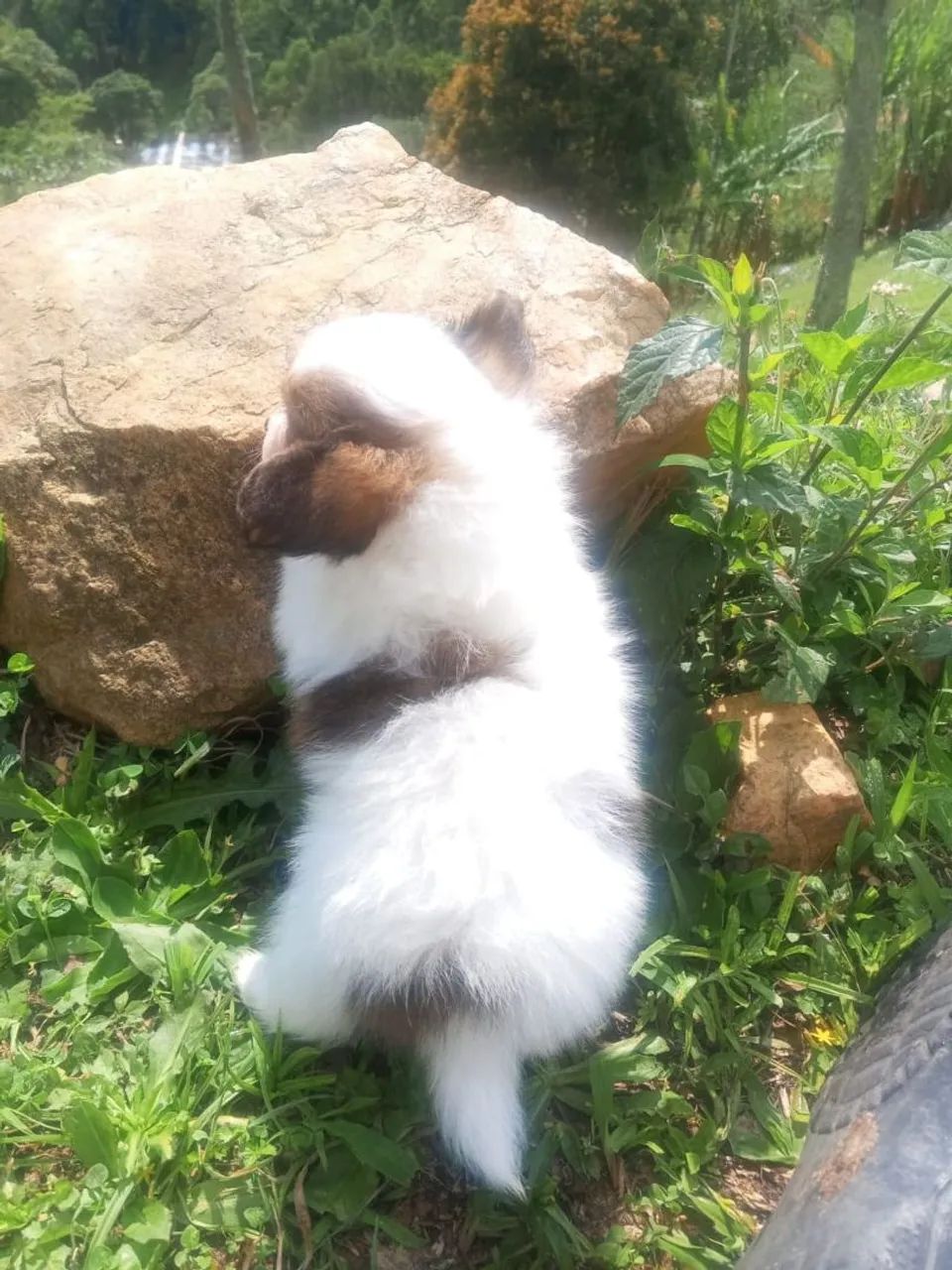 Papillon excelente linhagem  - Foto 4