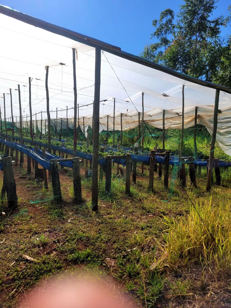 Estufa 50x10m