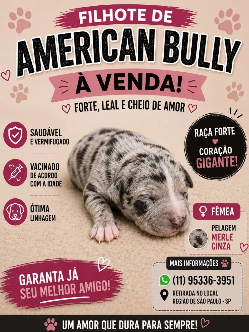 American Bully  - Foto 5