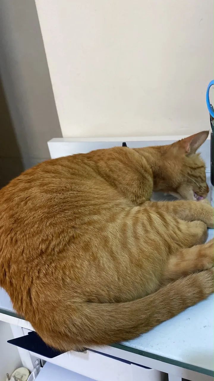 Gata laranja  - Foto 2