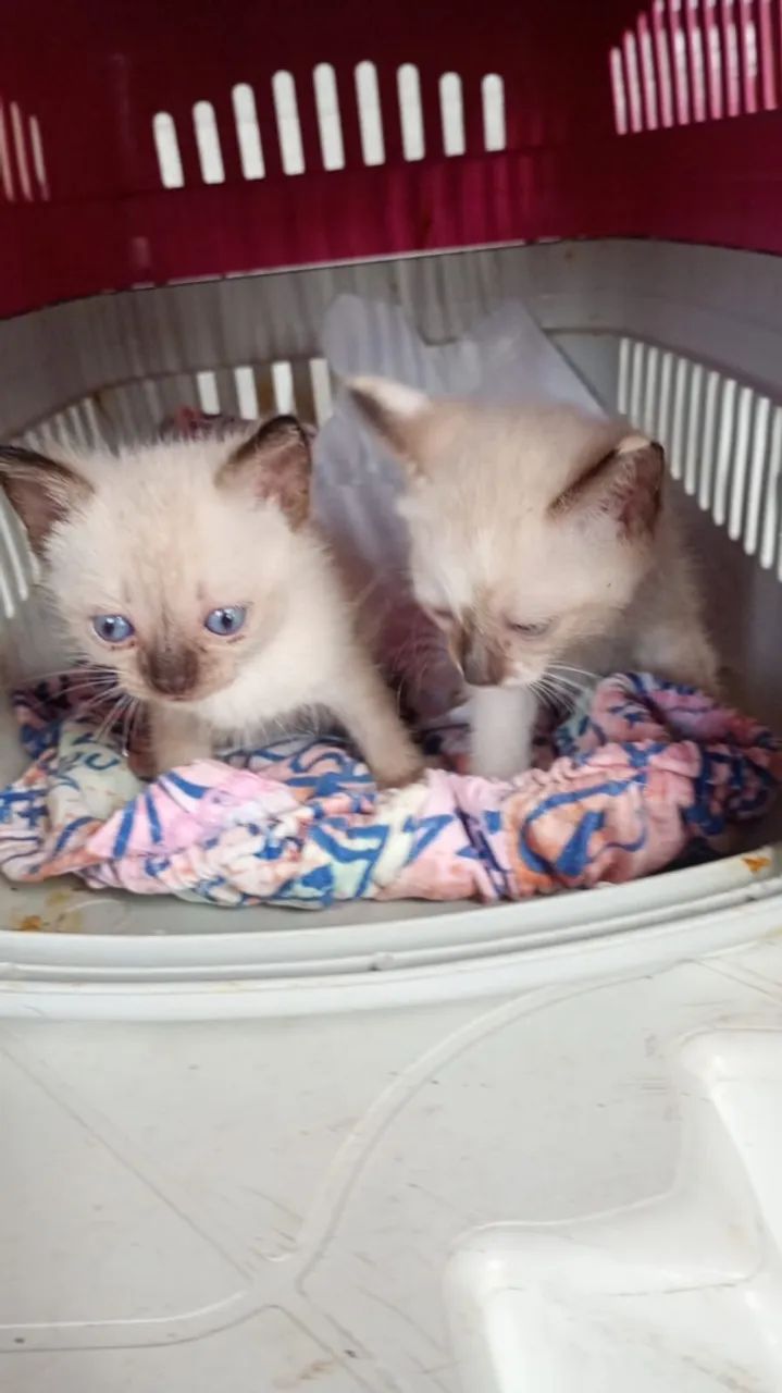 Gatinhas gêmeas para adoção 