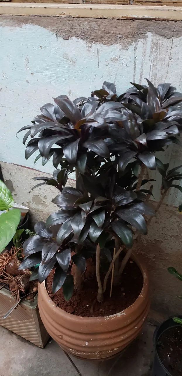 Vaso de planta  - Foto 2